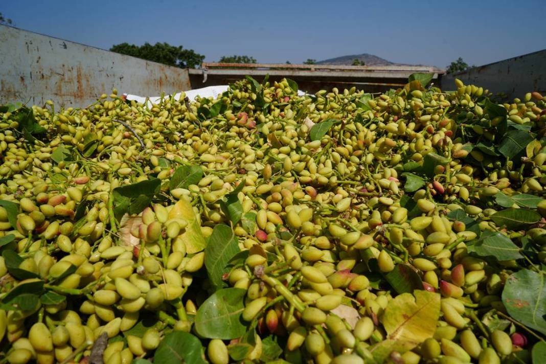 O kentten yeşil altın fışkırıyor: Bu yıl hasat bol! Fiyatına rağmen kapış kapış satılıyor 7